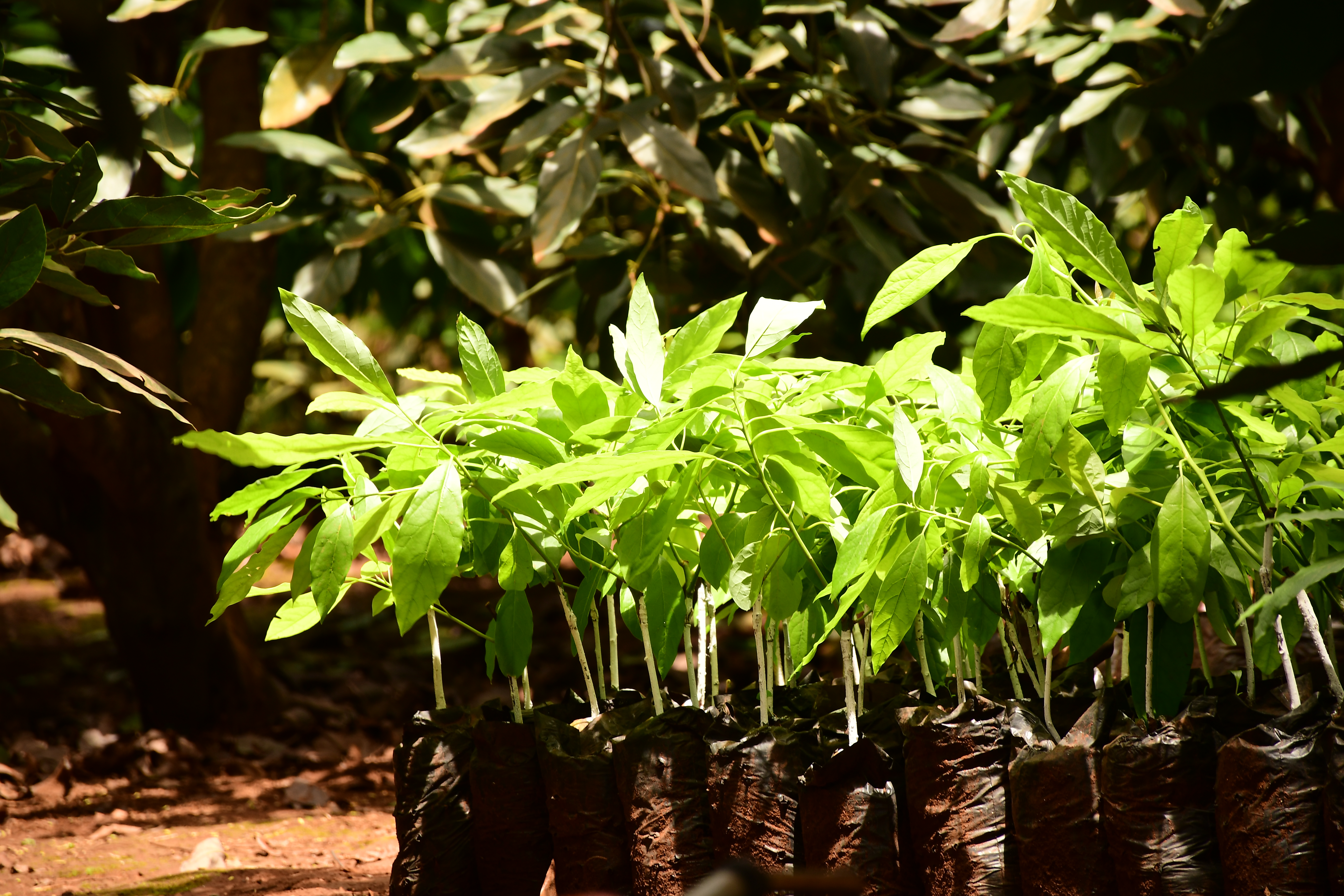 Orchard Growth Platform